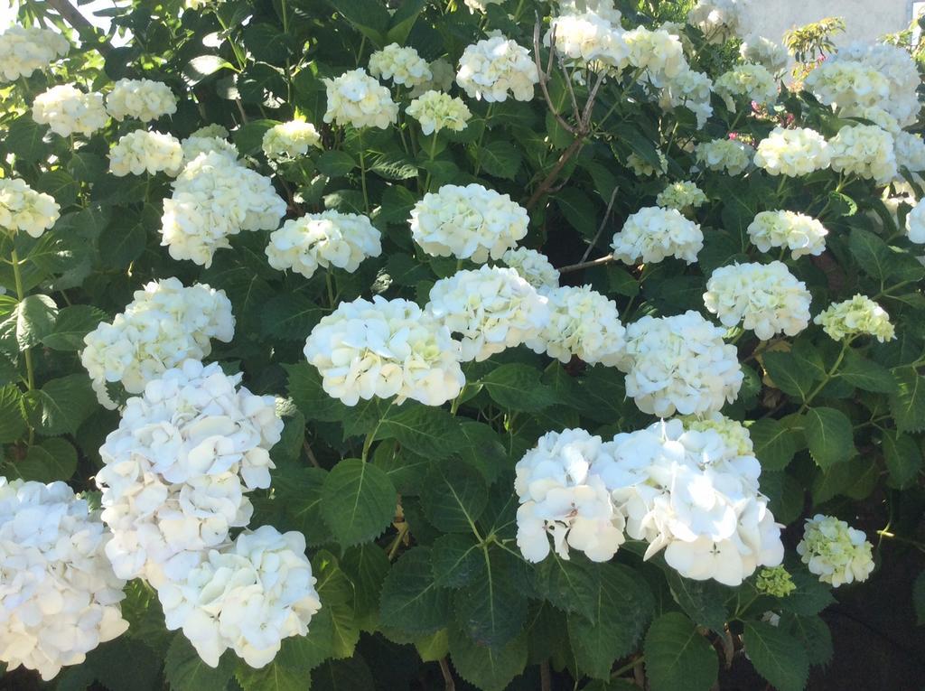 Residence De Tourisme Le Clos Des Vendanges มอริอานี พลาจ ภายนอก รูปภาพ